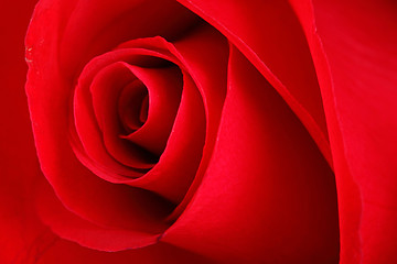 Image showing rose close up