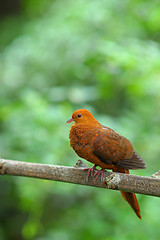 Image showing bird