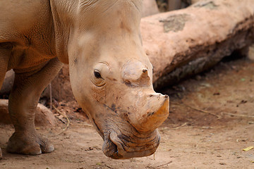 Image showing rhino