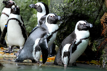 Image showing penguins