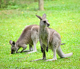Image showing kangaroo