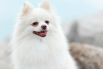 Image showing White Pomeranian dog