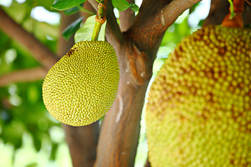Image showing Jackfruit