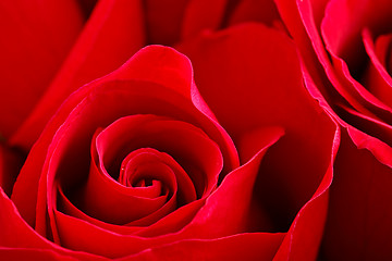 Image showing rose close up