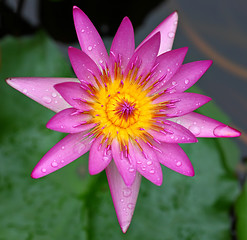 Image showing lotus flower