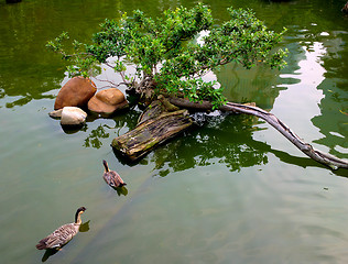 Image showing ducks in pond