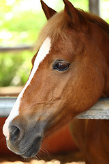 Image showing horse