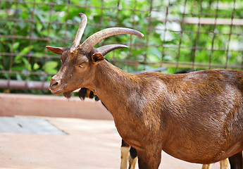 Image showing goat in farm