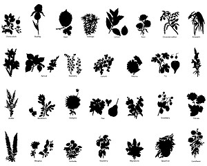 Image showing berries and flowers silhouettes