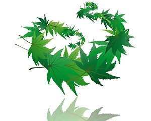 Image showing maple leaves