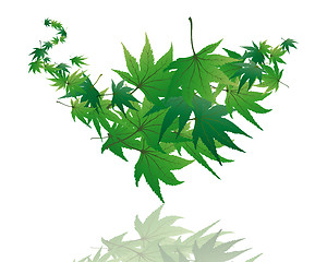 Image showing maple leaves