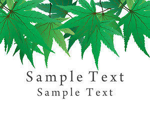 Image showing maple leaves