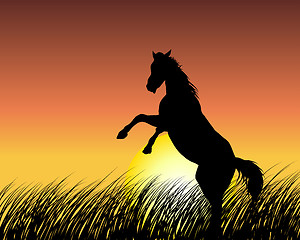 Image showing horse on sunset background