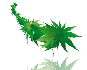 Image showing maple leaves