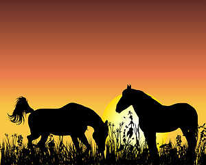 Image showing horse on sunset background