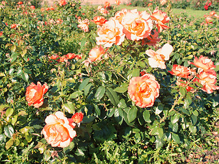 Image showing A rose