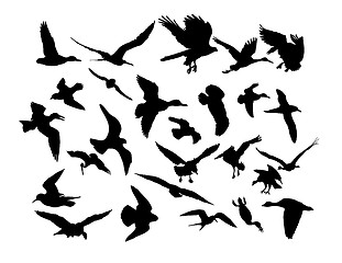 Image showing Vector flying birds