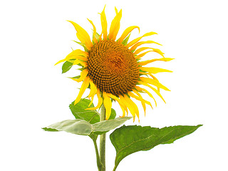 Image showing Sunflower flower