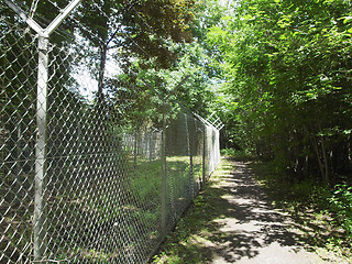 Image showing Forest of trees