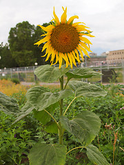 Image showing Sunflower flower