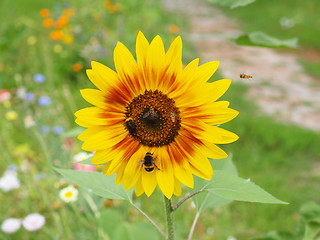 Image showing Sunflower flower