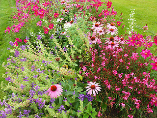 Image showing Flowers