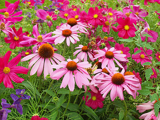 Image showing Daisy flower