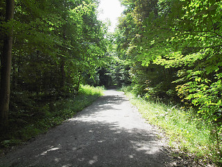 Image showing Black forest