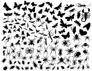 Image showing vector insects