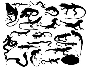 Image showing reptiles