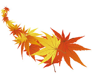 Image showing autumn leaves