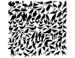 Image showing vector birds