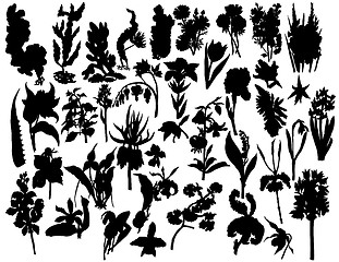 Image showing plants and flowers