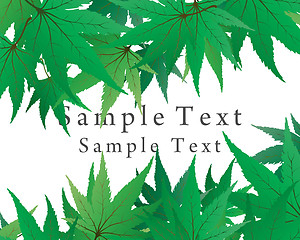 Image showing maple leaves