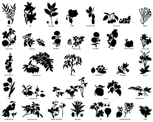 Image showing berries and flowers silhouettes