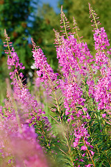 Image showing blossoming willow-herb