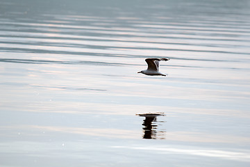 Image showing Gull over the water