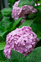 Image showing pink hortensia 