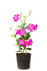 Image showing Mandevilla (Dipladenia) in the pot, isolated 