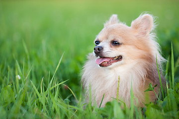 Image showing Cute Chihuahua in green grass on a summer day 