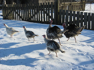 Image showing The flight of turkeys