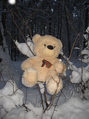 Image showing Toy bear in a forest