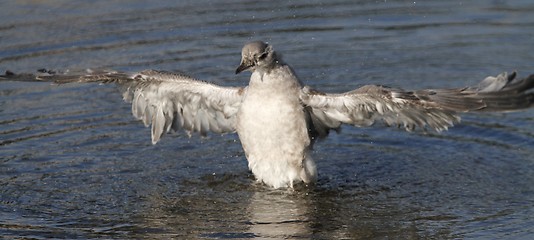 Image showing Young gull 