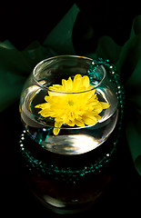 Image showing Emerald chrysanthemum