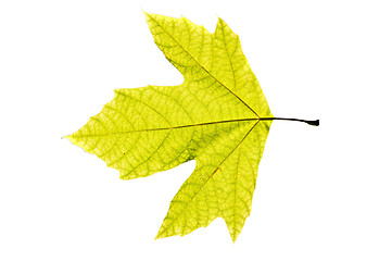 Image showing Platanus Leaf Isolated