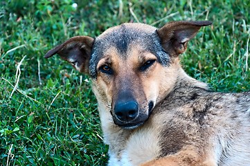 Image showing Sleepy Pooch