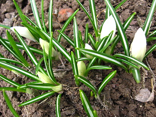 Image showing Some blossoming crocuses