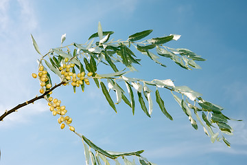 Image showing Branch of wild olive trees