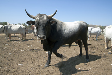 Image showing Bull