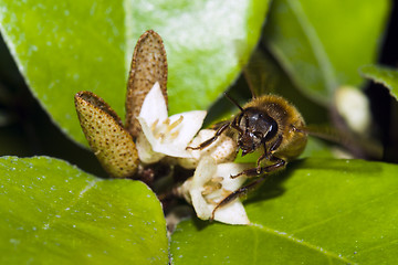 Image showing Bee apis mellifica